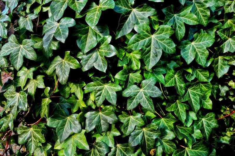 Climbing Vines